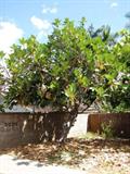 Artocarpus nitidus